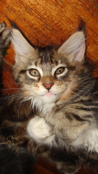 Norwegian Forest cats.